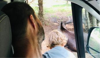 Pozor los! A spoustu jiných překvapení na švédských silnicích při cestě obytňákem