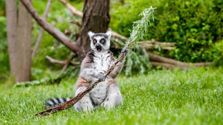 Lemur s pomlázkou