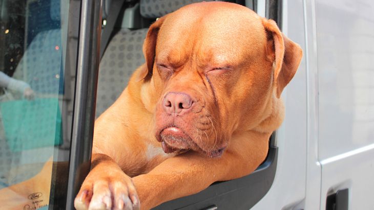 Pes na sedadle řidiče
