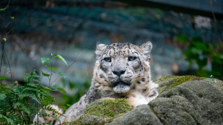 Gepard v ZOO Norimberk