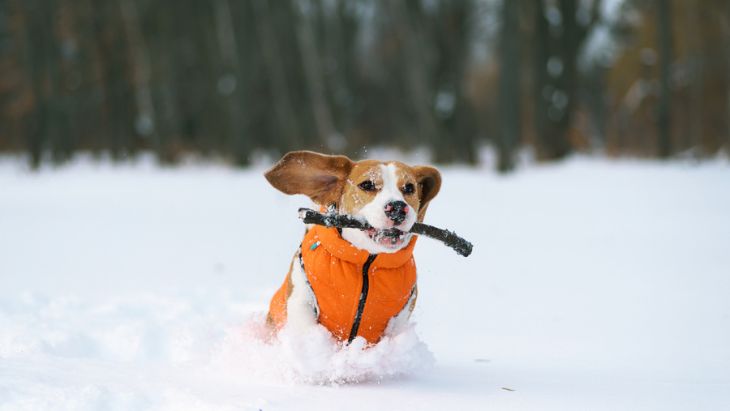 Pes ve sněhu v kabátě