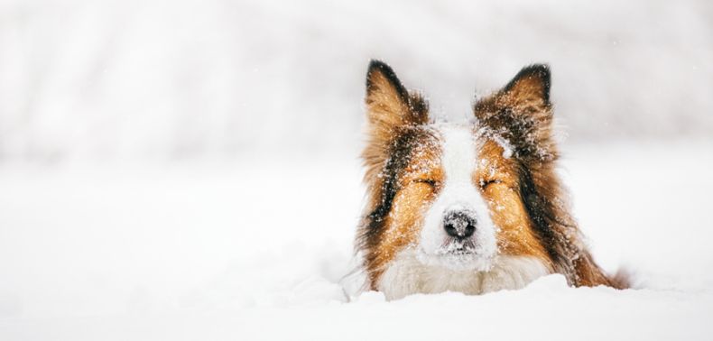 Zimní karavaning se psem: jak udržet čtyřnohého přítele v teple 