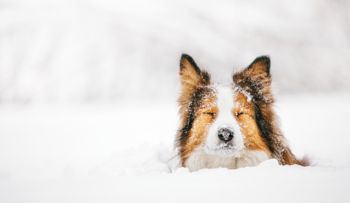 Zimní karavaning se psem: jak udržet čtyřnohého přítele v teple, suchu i pohodě