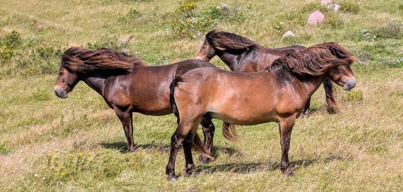 Dánsko obytným autem III: Ostrovy Fyn a Langeland
